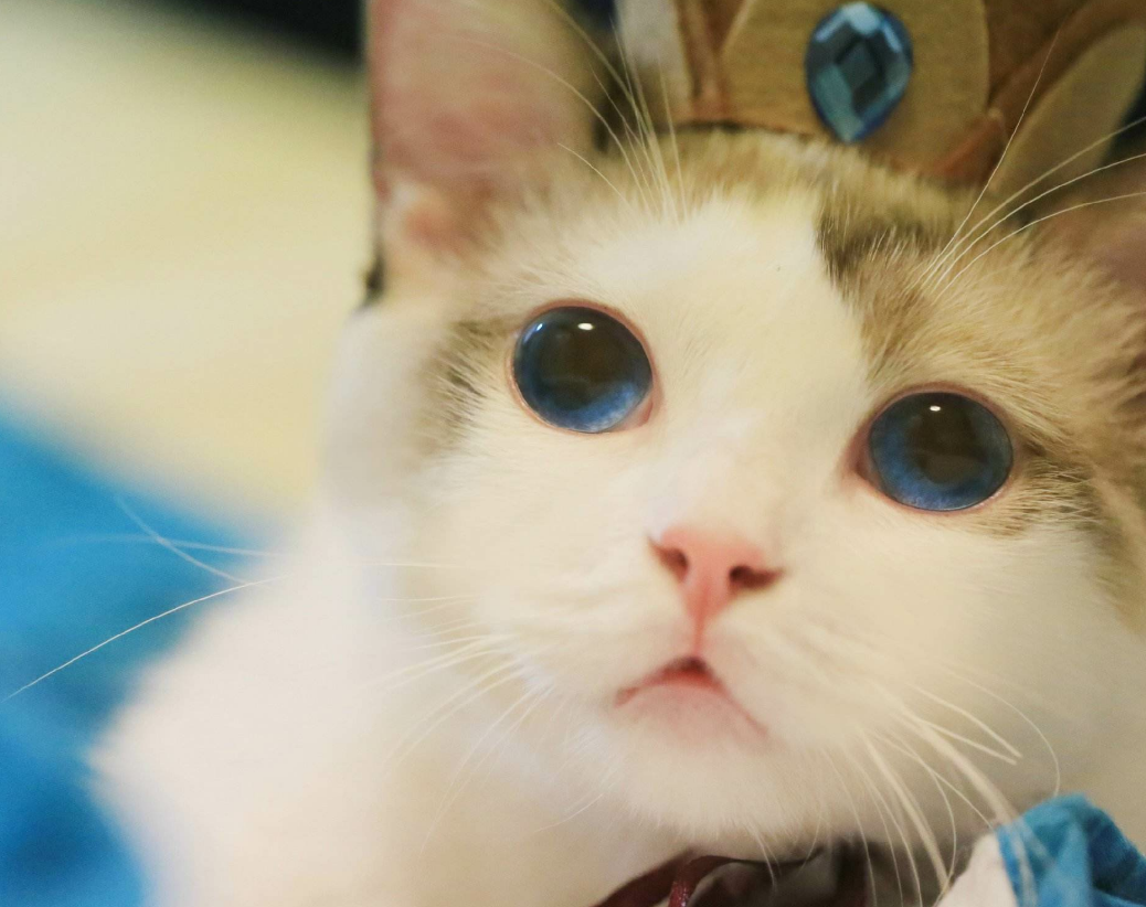 宠物如何避免的季节性毒性