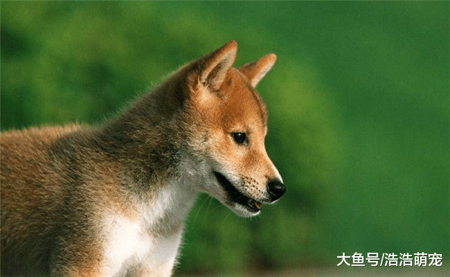 狗狗嗅觉好到什么程度吗? 网友: 再也不敢轻视它的鼻子了