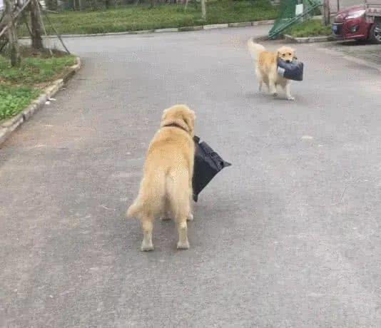 金毛犬遇到了懶主人，下樓拿快遞這種活，就包給狗狗吧！