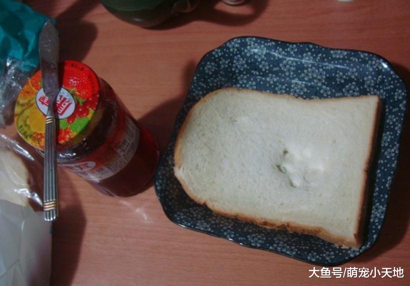 上完厕所吐司多了一个掌印细看有玄机，网友萌翻：我也要！