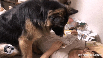 德牧已经3岁多了，却忘记自己已经长大，还要女主人哄着睡