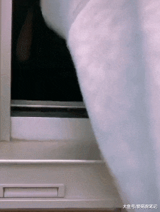 网友捕捉到一只被迫营业的柴犬，真是穷人家的狗子早当家，萌化了