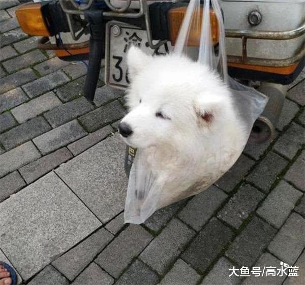 男子把狗狗装在塑料袋逛街, 路人纷纷指责, 得知真相让人哭笑不得