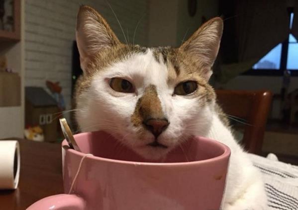 捡回的猫咪太奸诈，网友打算送人，看到监控后泪奔，立马改变主意