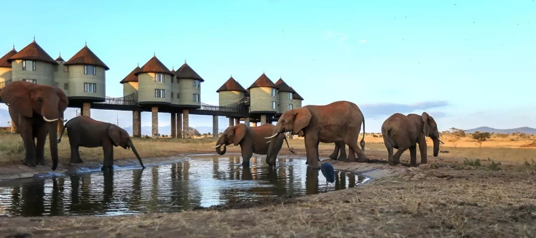 遭遇肯尼亚（一）跟着肖戈拍大象