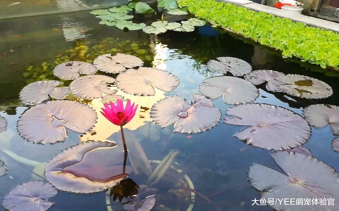 沼泽过滤的另类应用，可以用来赚钱