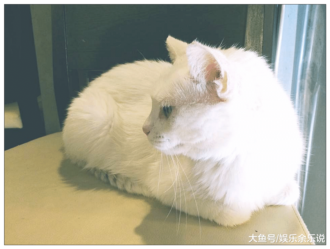 女子出门前给猫咪戴上计步器，下班回家查看数据后，直接傻眼了