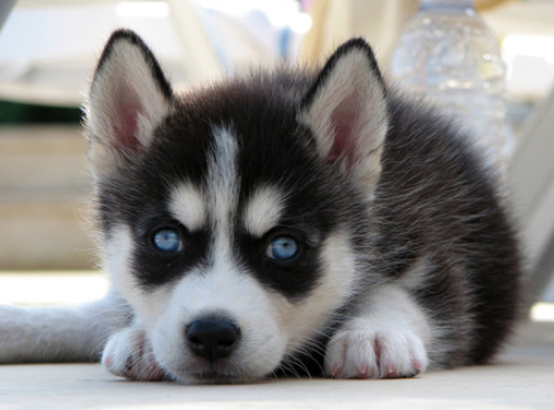 明明知道二哈喜欢拆家，为何还有这么多人愿意养？其实原因很简单