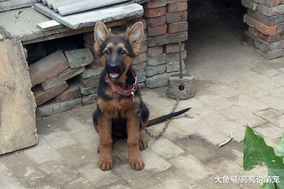 同一窝德牧，饲养方式不同，区别还是挺明显，散养确实更好