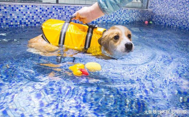 狗狗夏天胃口不好怎么办？5个方法，帮你解决这个问题