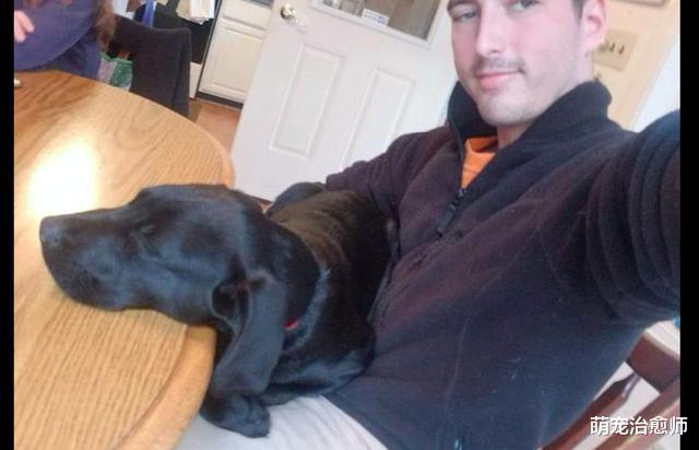 狗狗被收养一个月后仍不开心，意外发现的一封信，解释了所有原因