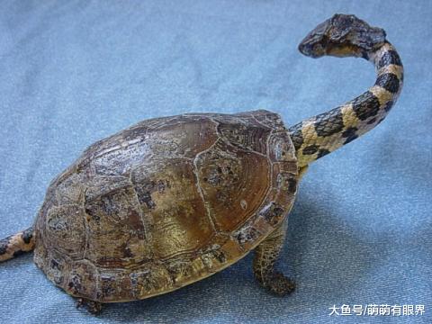 男子捡回一只乌龟养在家里，慢慢养大之后，却发现越来越不对劲……
