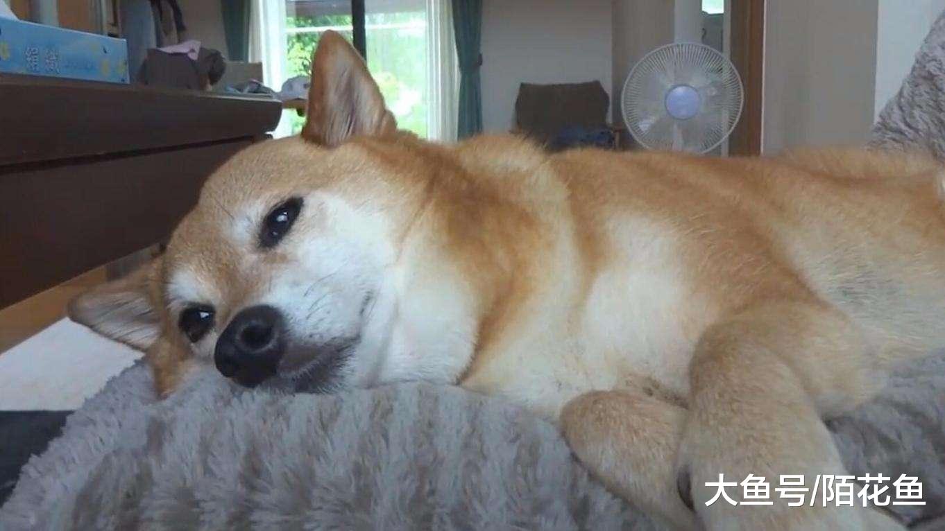 养狗的时间越长，狗子真会越像主人吗