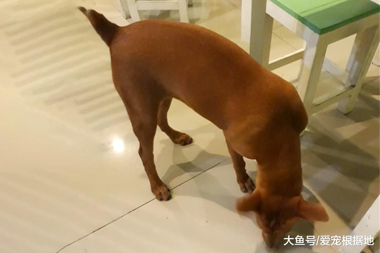 小餐馆中的流浪狗，吃得比家犬还胖，只因遇到一个好老板
