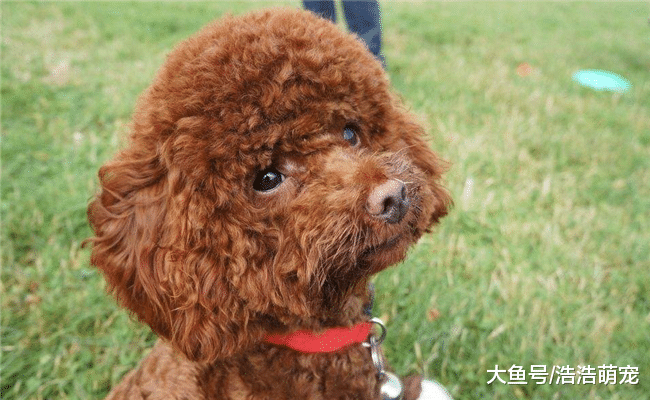 脾气最差的5种小型犬, 遇到了最好躲远一点, 免得被它们弄伤