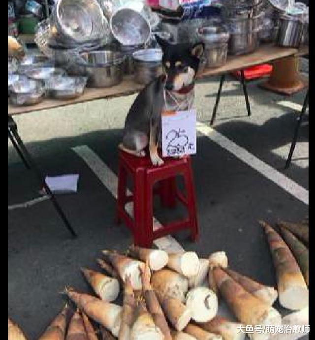 柴犬脖上挂着25元牌子，帮主人卖竹笋，网友：我要连狗一起买了！