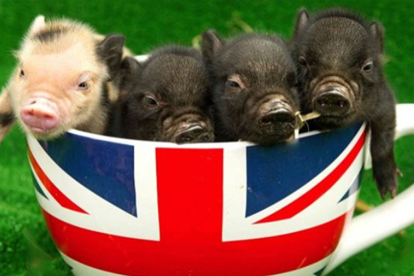 一只茶杯猪的价格是多少？养一只茶杯猪怎么样呢？茶杯猪应该怎么饲养？