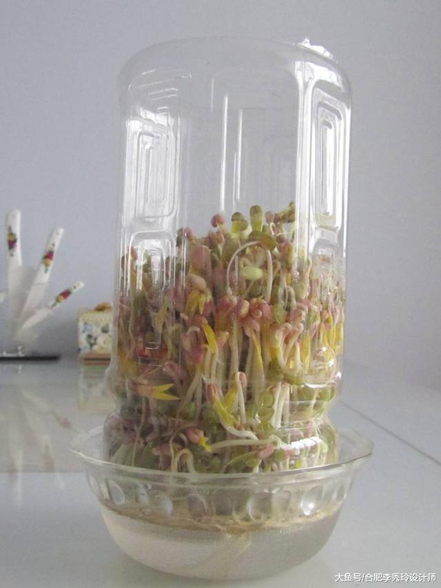 拿塑料瓶種綠豆芽，根本不是技術活！3天長一大茬，成本不到2塊錢