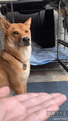 这狗也不知道跟谁学的，太坏了