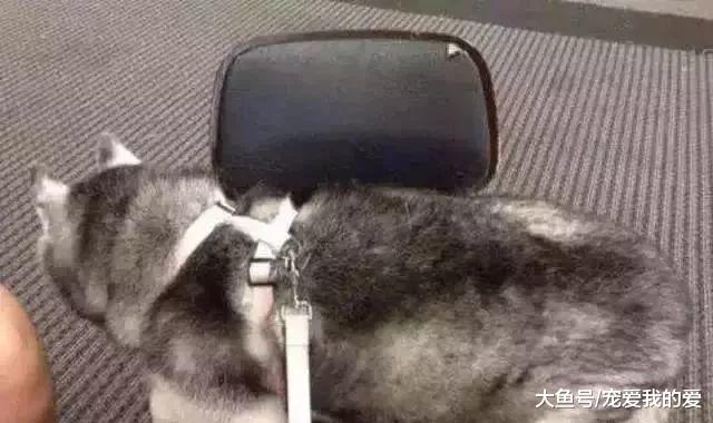 二哈太胖被主人扔到健身房，2个月后再见，他忍不住飙泪了……