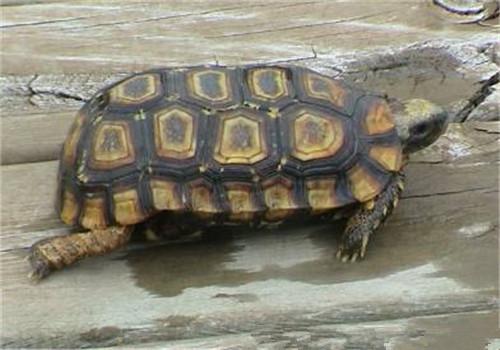 地球上5大最难饲养的陆龟，第一通常会暴毙，你养过几种？