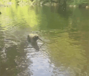 哈士奇抓了一只蜥蜴回家，女主人看到不淡定了！