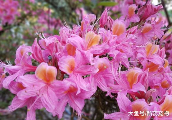 婚姻中间命最苦的三个生肖，婚前幸福婚后不快乐，丈夫还理解不了