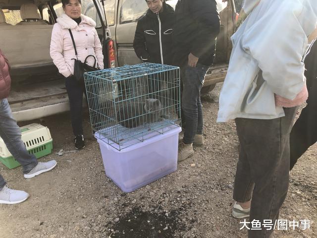 商贩出售英国短毛猫, 因为集市中有更好的, 买主们兴致不高!