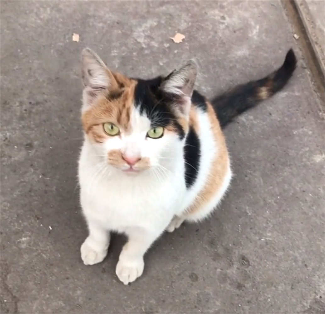 好心人喂食流浪猫，猫咪被喂得肚满肠肥，猫：这小日子真舒服……