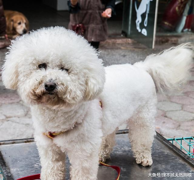 泰迪犬有“泪痕”别慌张，简单5招，就能轻松解决