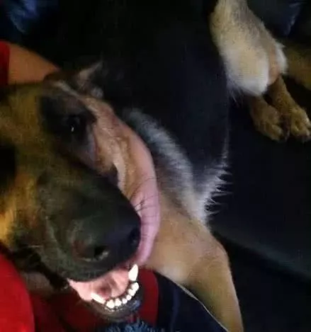 每天给德牧送零食的邮差，有一天收到了被退回的零食，真让人心痛