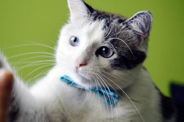 让你的猫咪坐下也不是难事，掌握以下科学的技巧，轻松让猫咪乖乖坐下