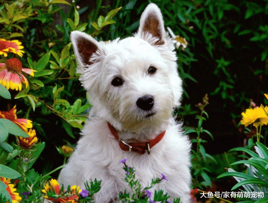 狗狗经常咬陌生人, 学会这5点, 让你的狗狗人见人爱!