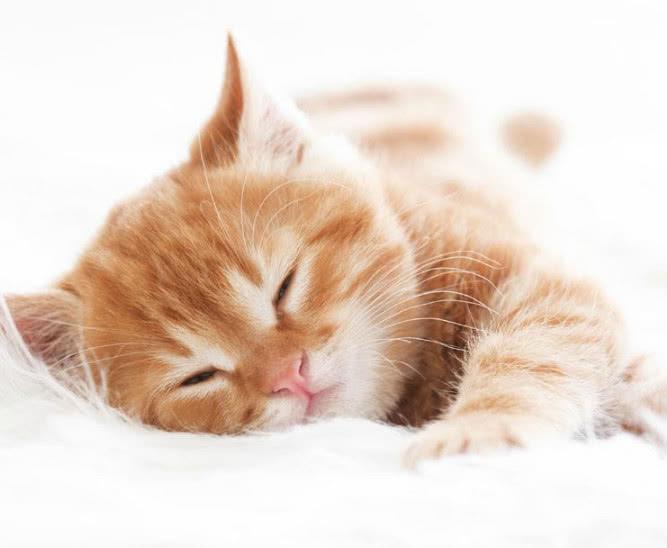 如何小貓盡快適應新的生活環境呢？鏟屎官做到這五點就成功一大步