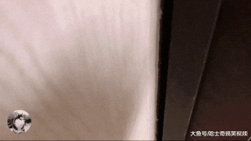 金毛知道主人要出差，晚上守在门口不走，想跟“爸爸”在一起