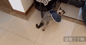 有的猫平时看起来怂怂的，一旦拽起来 ……