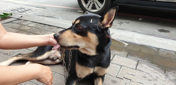 狗待家中竟遭不明人士鱼枪射头？凶器直接刺穿狗狗脑袋！