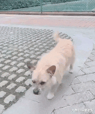 流浪狗看见宠物狗和主人玩得很嗨，凝视了好久，然后失望的走开了