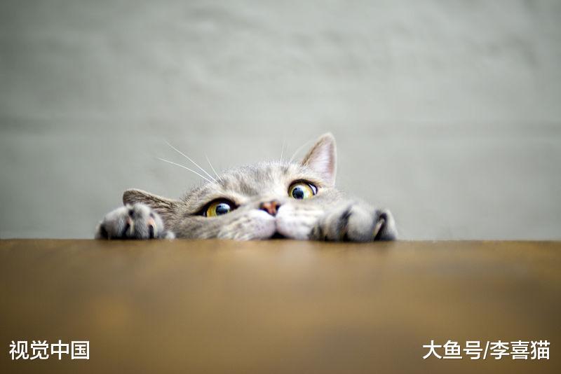 養貓并沒有想象的那么簡單，任何寵物都是養活容易，但是養好很難