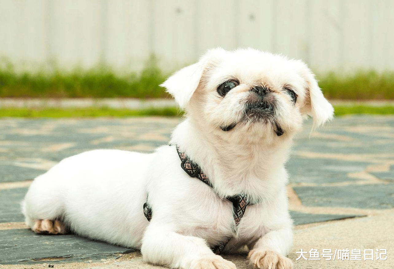 盤點中國本土的五種知名狗狗，最后一種真的沒有人不認識它！