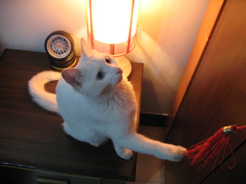 初次养猫，猫咪的这些“潜台词”你都明白了吗？