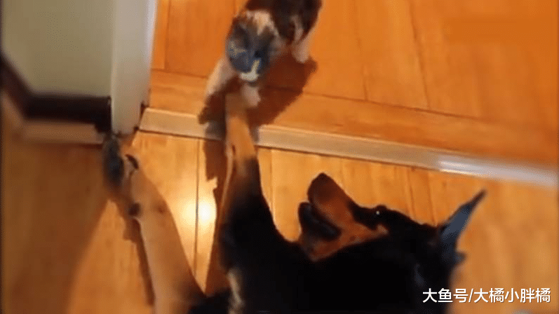 小猫想从小狗的身边借道，不料小狗装睡，真是太可爱了