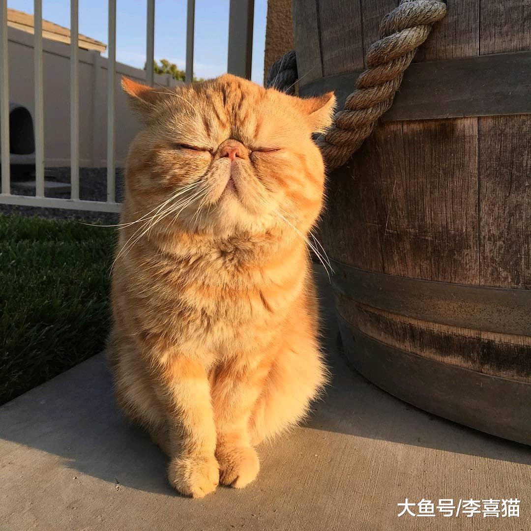 不要以为猫咪很傻很天真，演起戏来猫主子们个个都是影帝级别的！