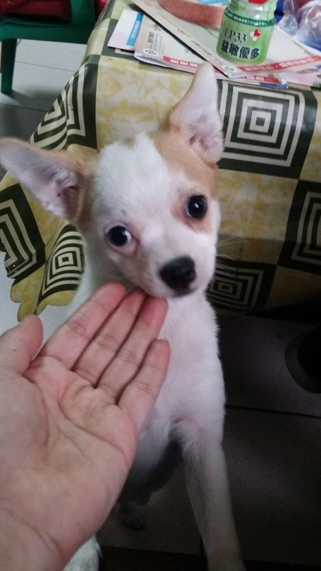 吉娃娃被奶奶养成柯基，狗狗每天三餐加夜宵，网友：简直是迷你猪