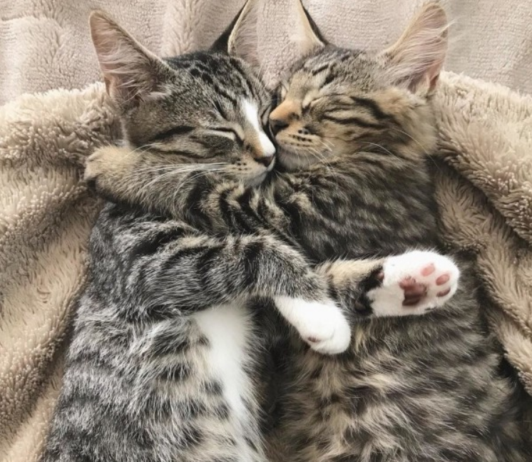 小猫有个好兄弟，受伤时全靠兄弟帮忙，被收养时还不忘把兄弟捎上