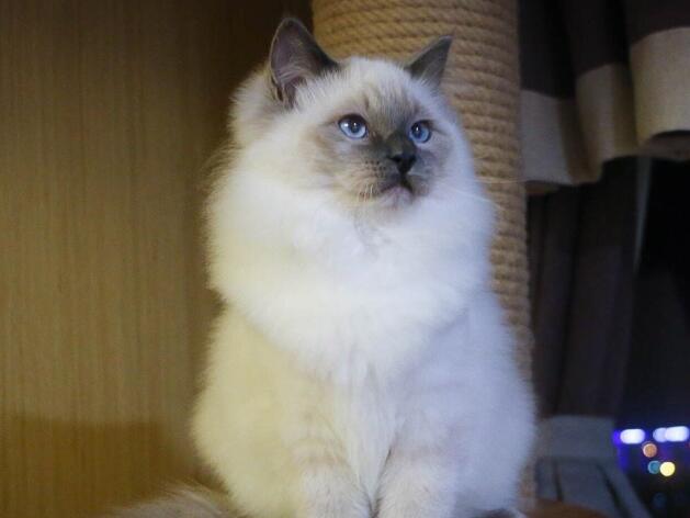 选择布偶猫的颜值，还是选择了它的温顺，摸过它们的人都被征服了