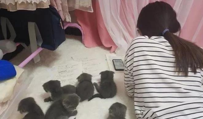 日本一妹子在做作业，家里的小喵就成了这个样子，我慕了