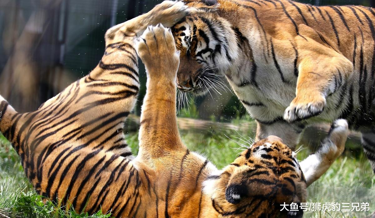 老虎喜欢躺地上打架，是示弱还是憋大招？与狼相比有何优势？