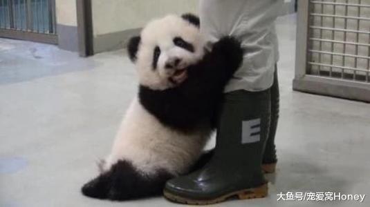 女子在公園“遛熊貓”引眾人圍觀，聽到叫聲就明白了！