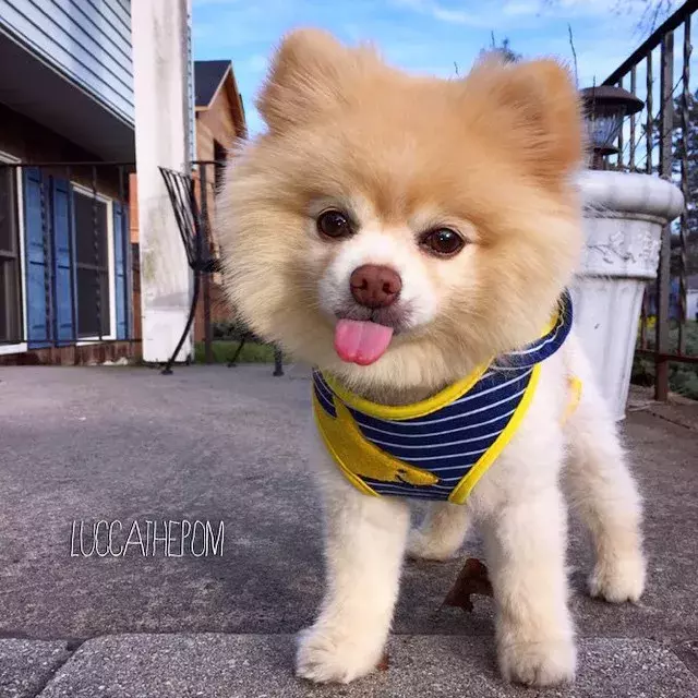 這些蓬松的博美犬，可愛到爆了！